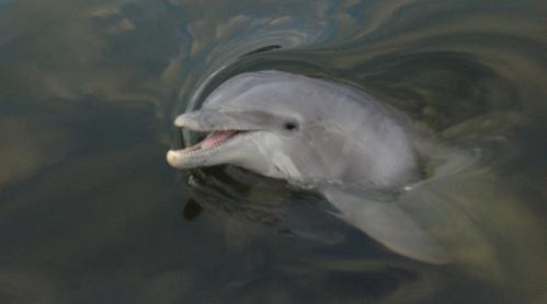 dolphin cruise beaufort 